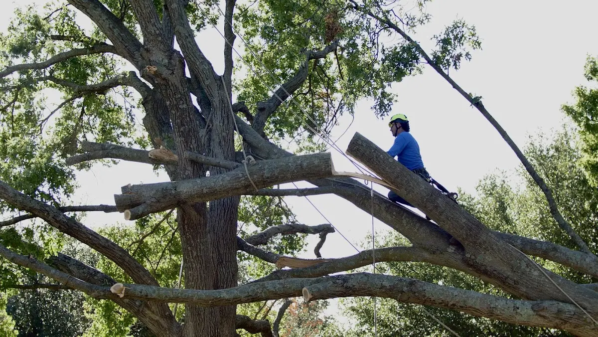 Professional Crown Thinning performed by certified arborists in Rock Valley