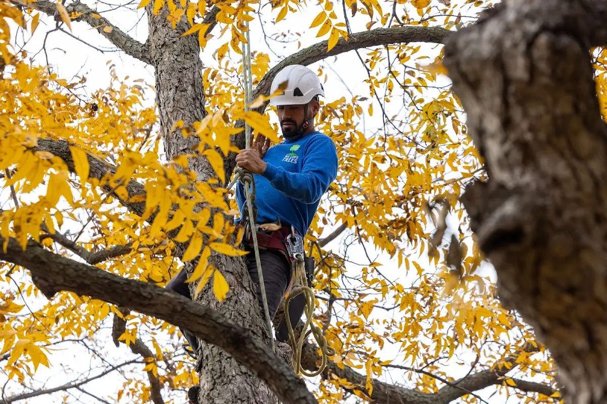 Skilled Tree Pruning crew working in Rock Valley