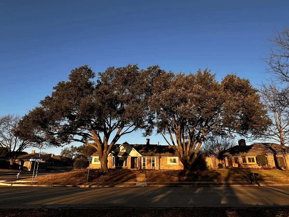 Established residential canopy tree shading a home in Rock Valley