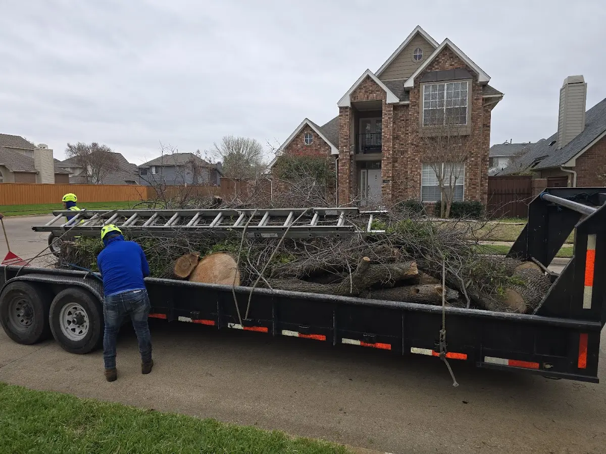 Expert Tree Removal with proper safety equipment in Rock Valley